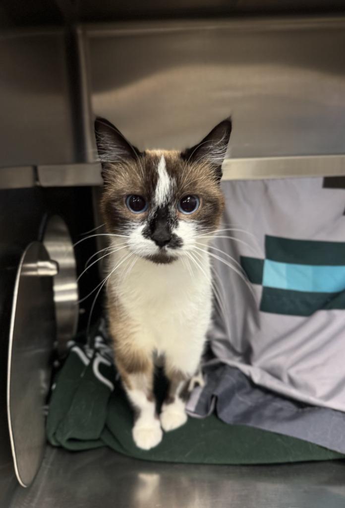 Enlarge Sapphira, a Adoptable Siamese in Grand Forks, ND image 3/4