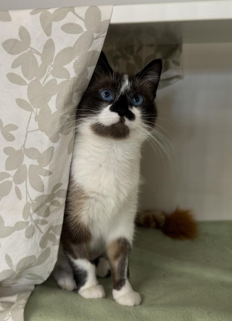 Enlarge Sapphira, a Adoptable Siamese in Grand Forks, ND image 4/4