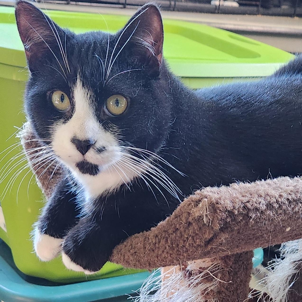 Enlarge Marley, a Adoptable Domestic Short Hair in Peekskill, NY image 1/1