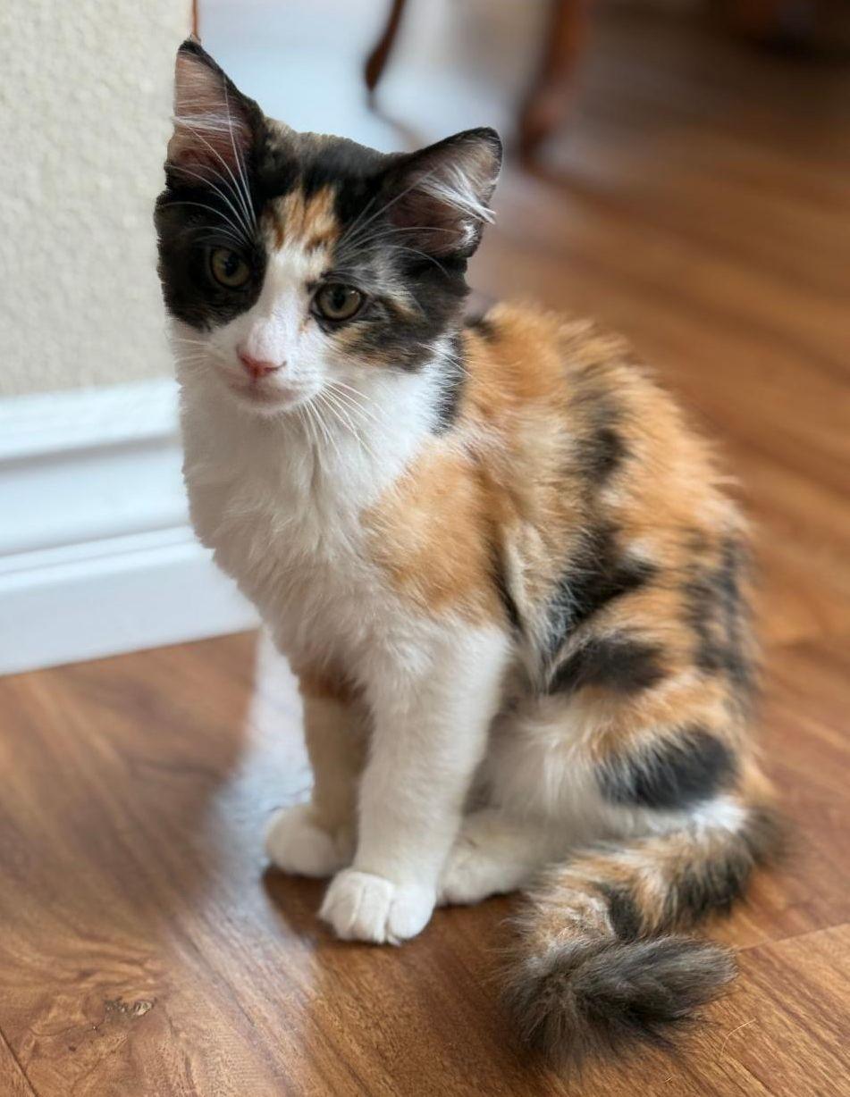Enlarge Jasmine, a Adopted Domestic Short Hair in Seal Beach, CA image 1/1