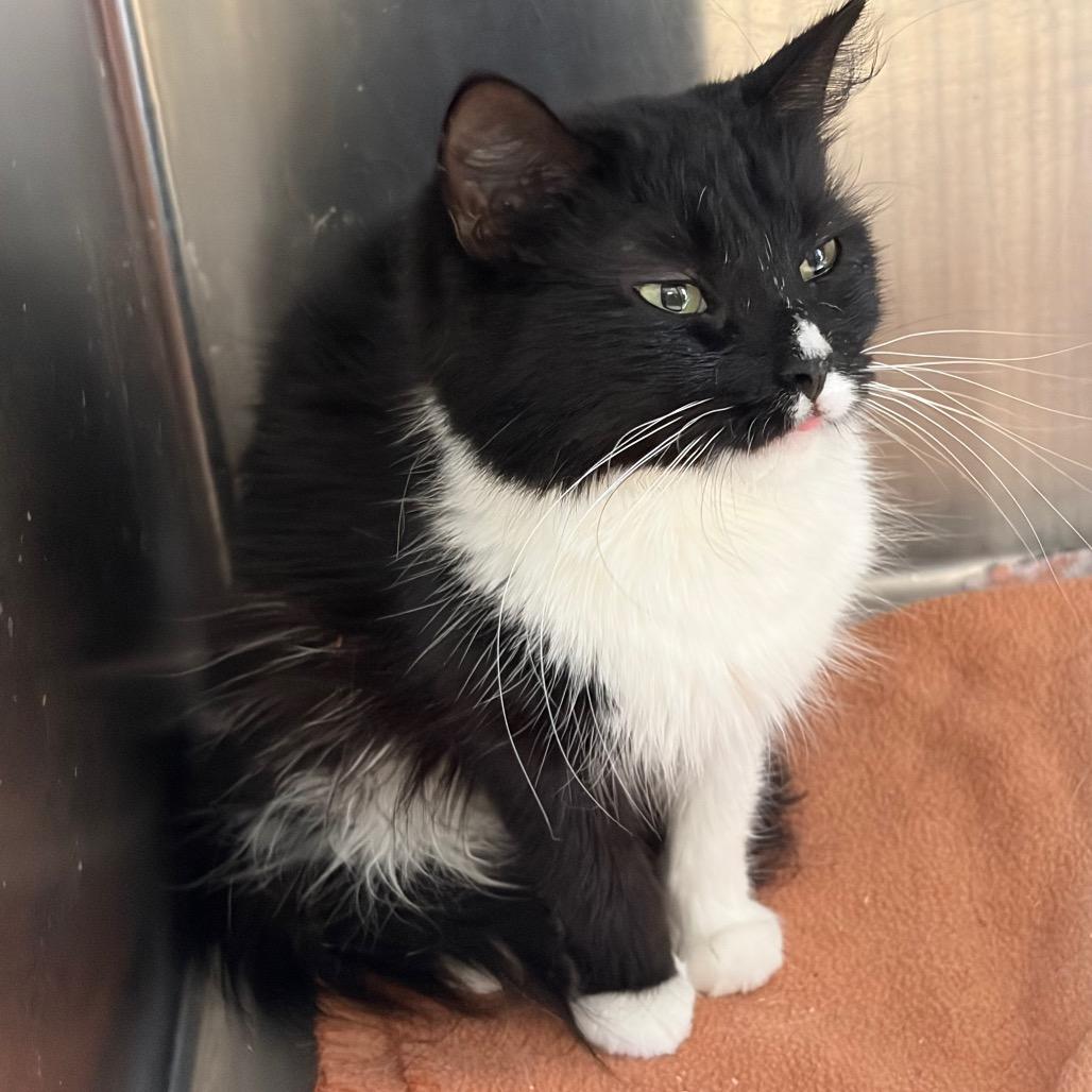 Enlarge Jett, a Adoptable Domestic Long Hair in Ashtabula, OH image 1/2