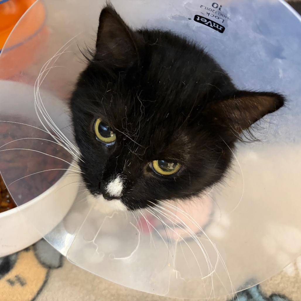 Enlarge Jett, a Adoptable Domestic Long Hair in Ashtabula, OH image 2/2