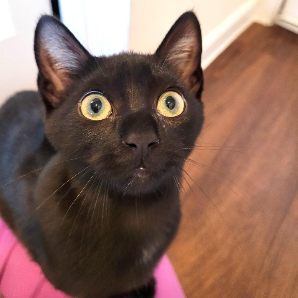 Falcon, Adoptable, Kitten Female Domestic Short Hair.