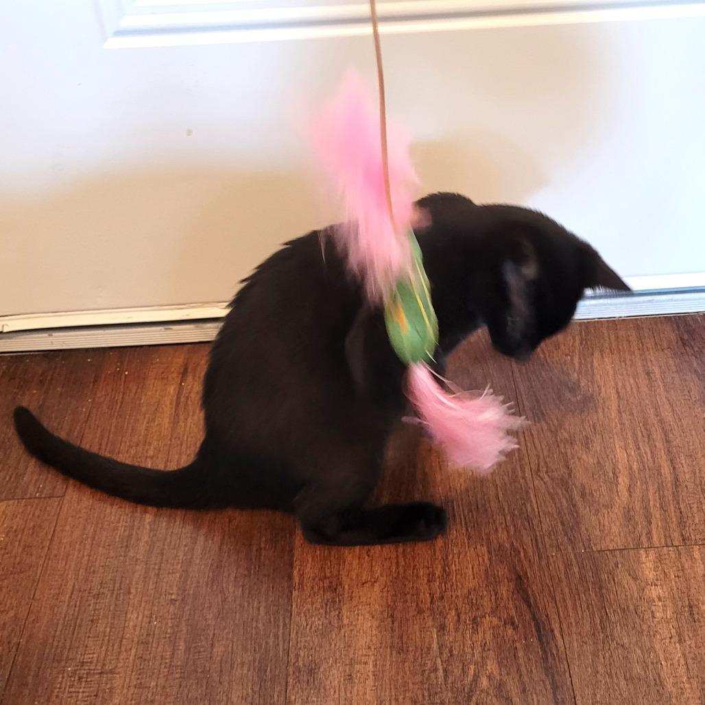 Enlarge Falcon, a Adoptable Domestic Short Hair in Houston, TX image 2/3