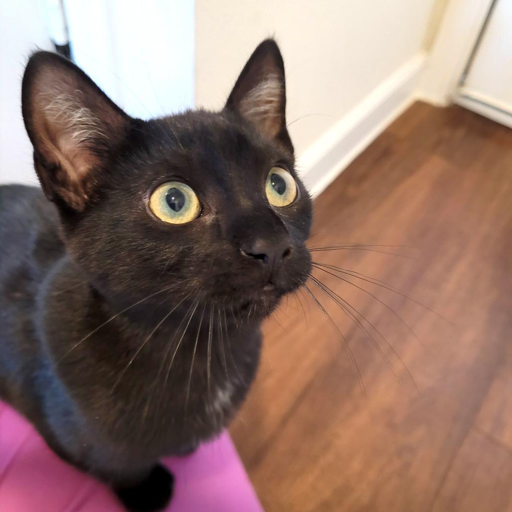 Enlarge Falcon, a Adoptable Domestic Short Hair in Houston, TX image 3/3