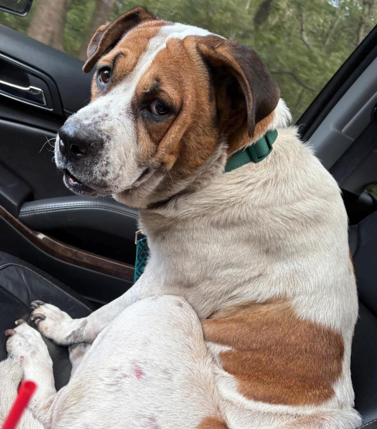 Enlarge Princess, a Adoptable mixed breed in Kutztown, PA image 3/3