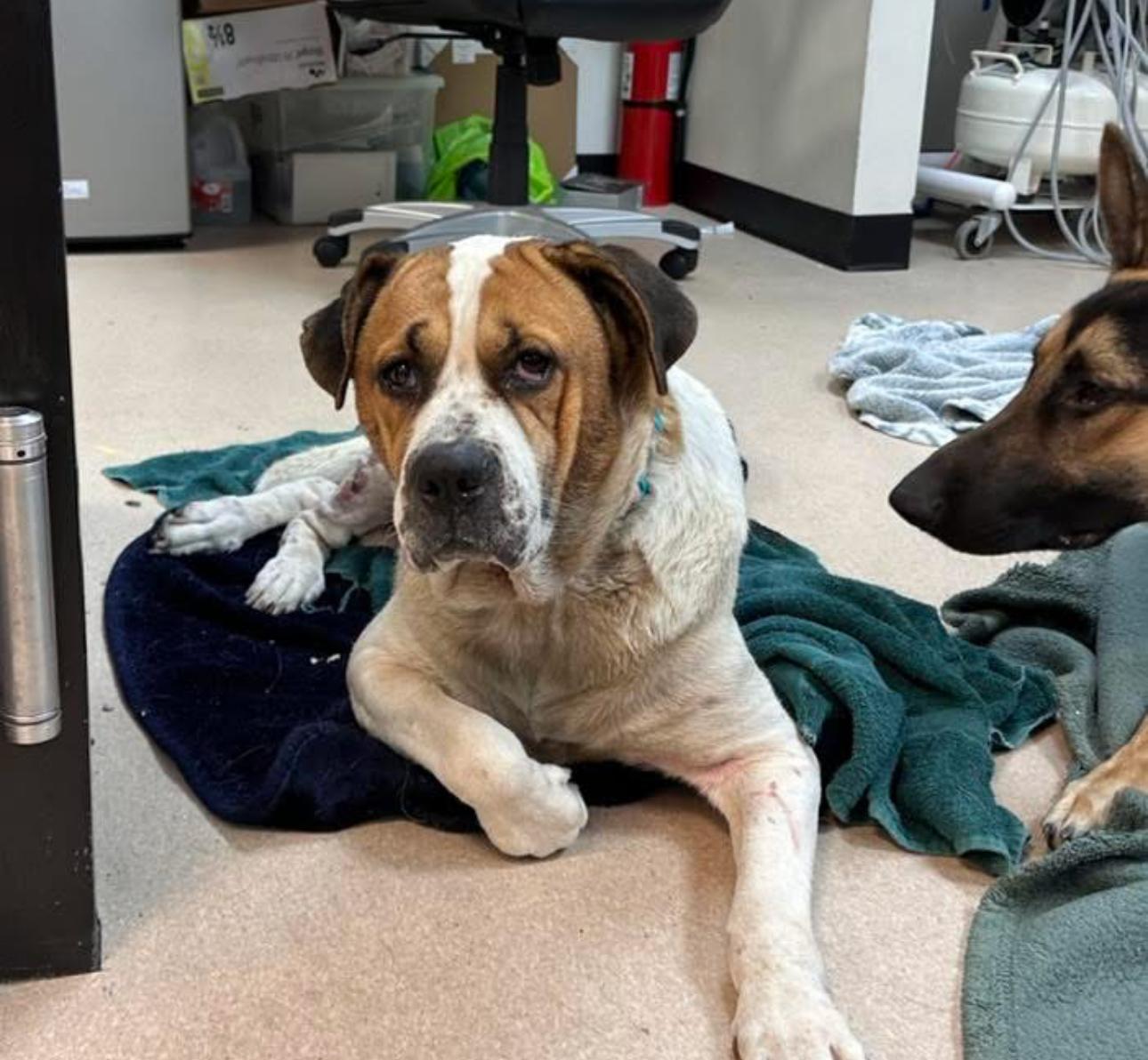 Princess, Adoptable, Adult Female American Bulldog & Boxer.