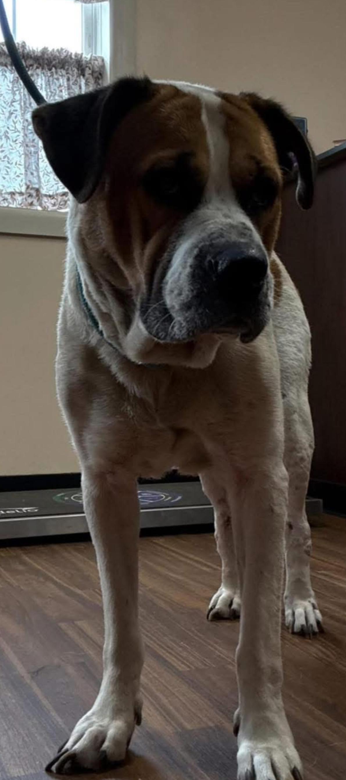 Enlarge Princess, a Adoptable mixed breed in Kutztown, PA image 2/3