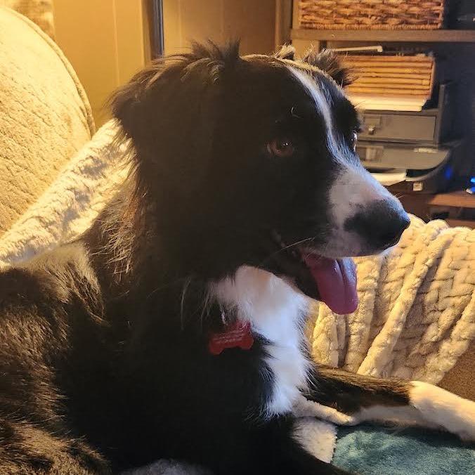 Atlantis, Adoptable, Adult Male Mixed Breed & Border Collie.