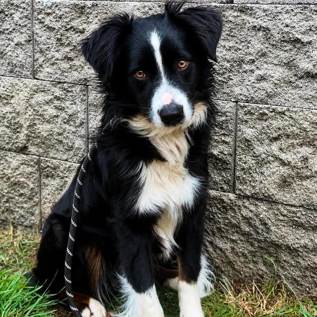 Enlarge Atlantis, a Adoptable mixed breed in Madison, WI image 2/2