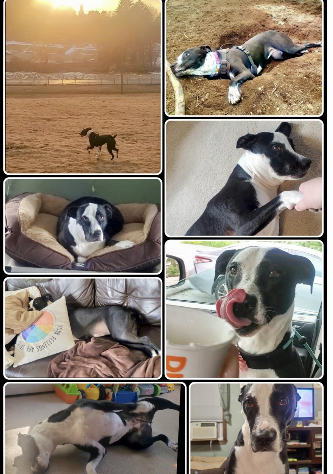 DAISY, a Adoptable mixed breed in Media, PA image 2/6