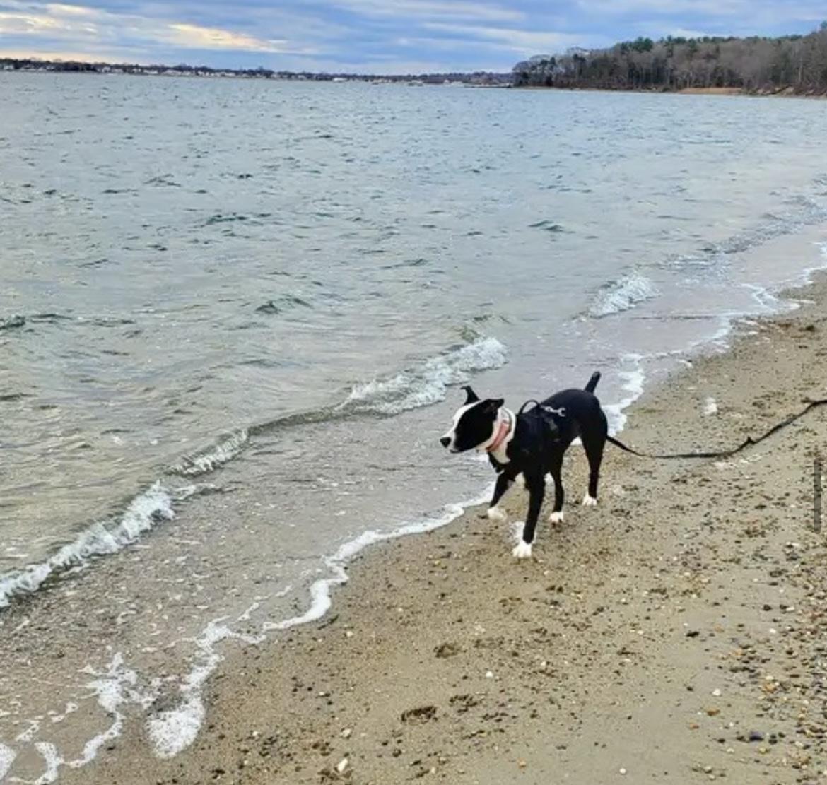DAISY, a Adoptable mixed breed in Media, PA image 3/6