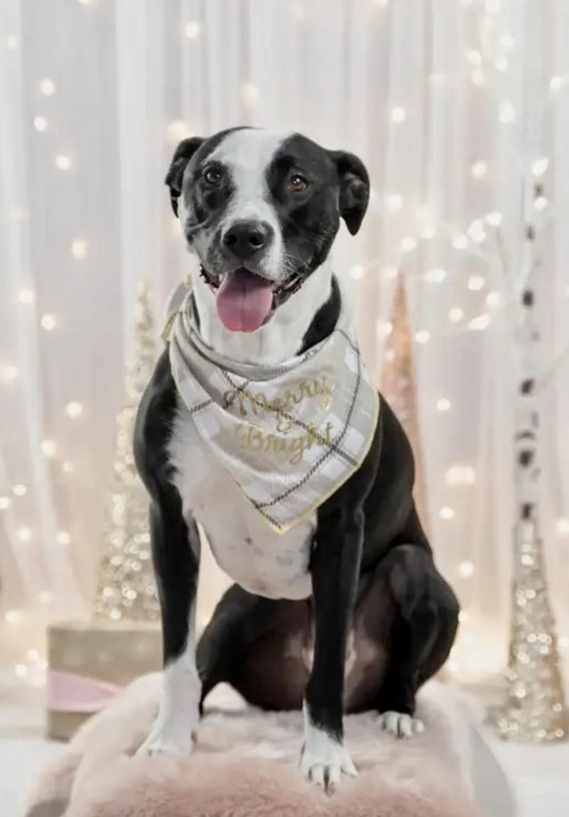 DAISY, a Adoptable mixed breed in Media, PA image 4/6