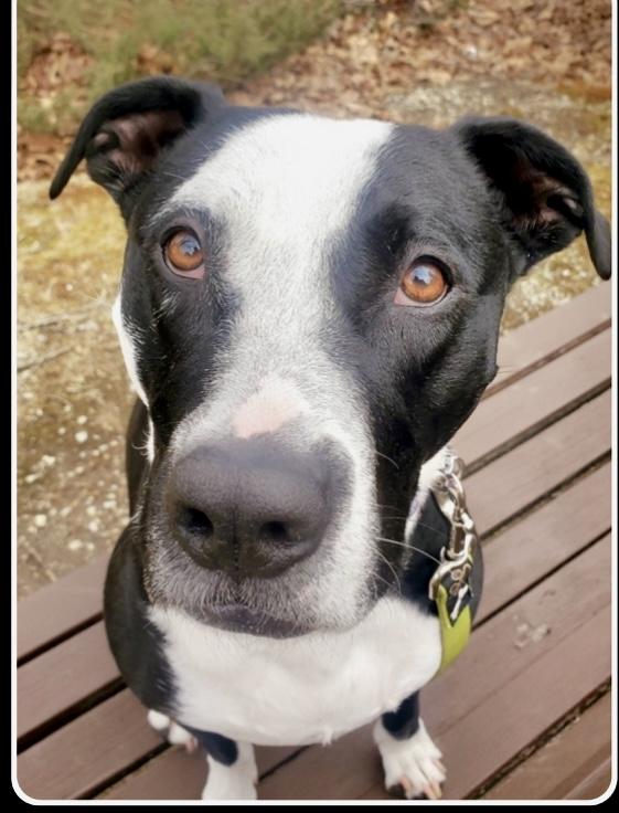 DAISY, a Adoptable mixed breed in Media, PA image 5/6