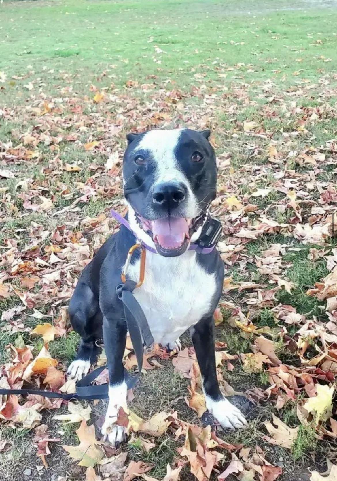 DAISY, a Adoptable mixed breed in Media, PA image 6/6
