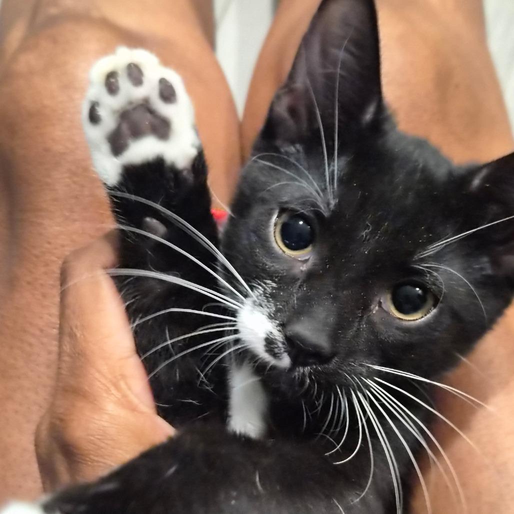 Roadrunner, Adoptable, Kitten Female Domestic Short Hair.