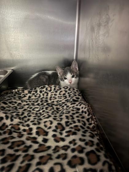 Enlarge Diesel, a Adoptable Domestic Short Hair in Moses Lake, WA image 1/3