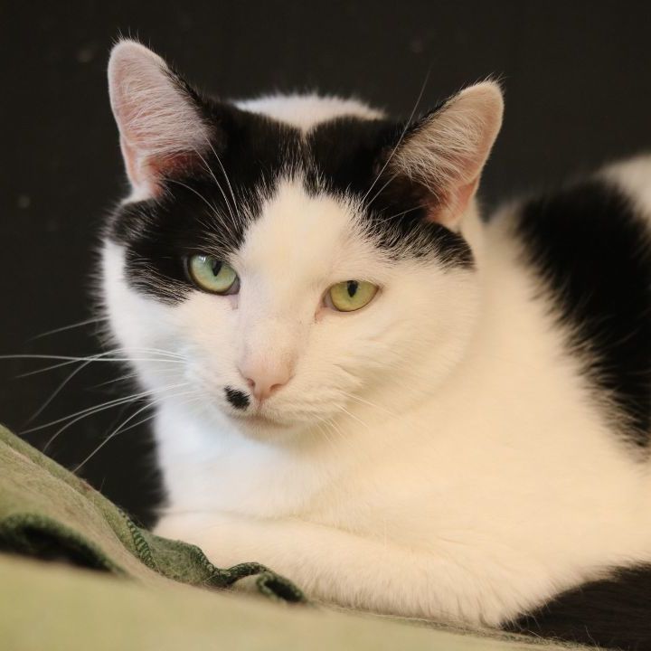 Luke, a Adoptable Domestic Short Hair in Lansing, MI image 4/6