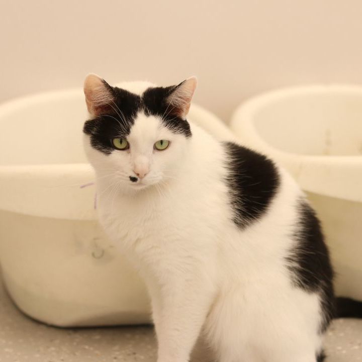 Luke, a Adoptable Domestic Short Hair in Lansing, MI image 5/6