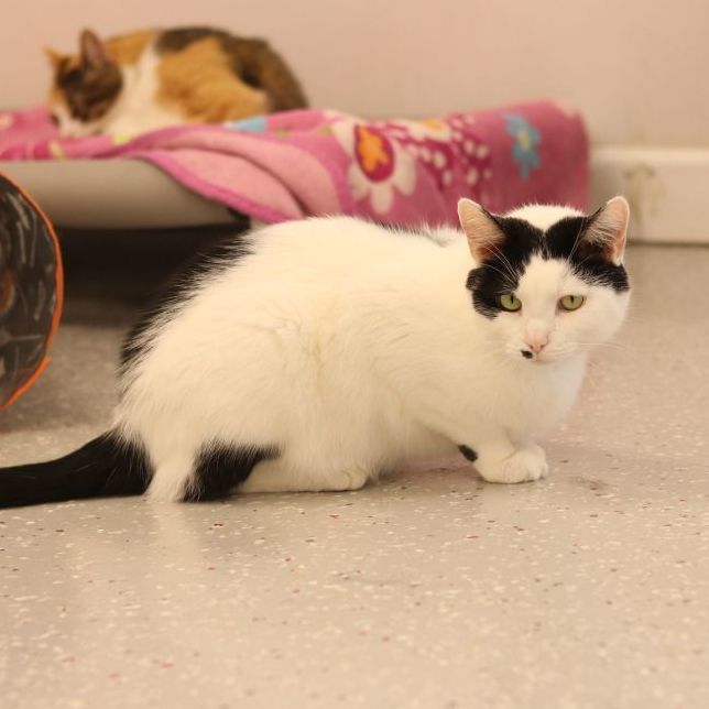 Luke, a Adoptable Domestic Short Hair in Lansing, MI image 3/6