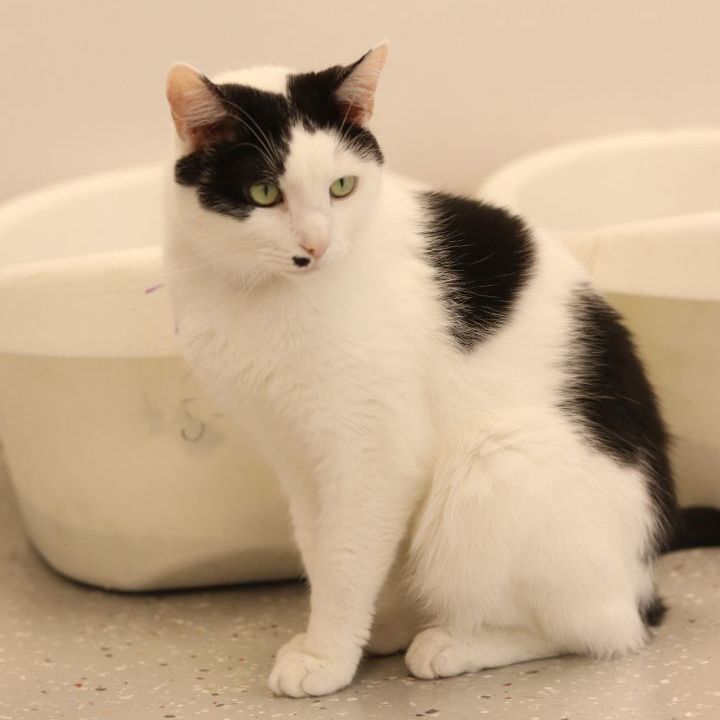 Luke, a Adoptable Domestic Short Hair in Lansing, MI image 6/6