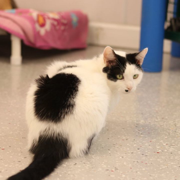 Luke, a Adoptable Domestic Short Hair in Lansing, MI image 2/6