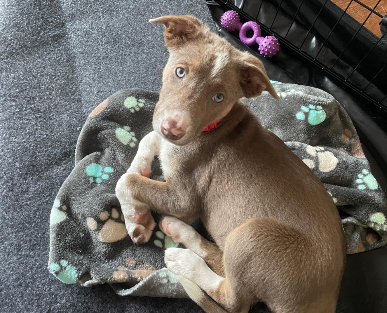Enlarge Latte, a Adoptable mixed breed in Sunnyvale, CA image 1/1