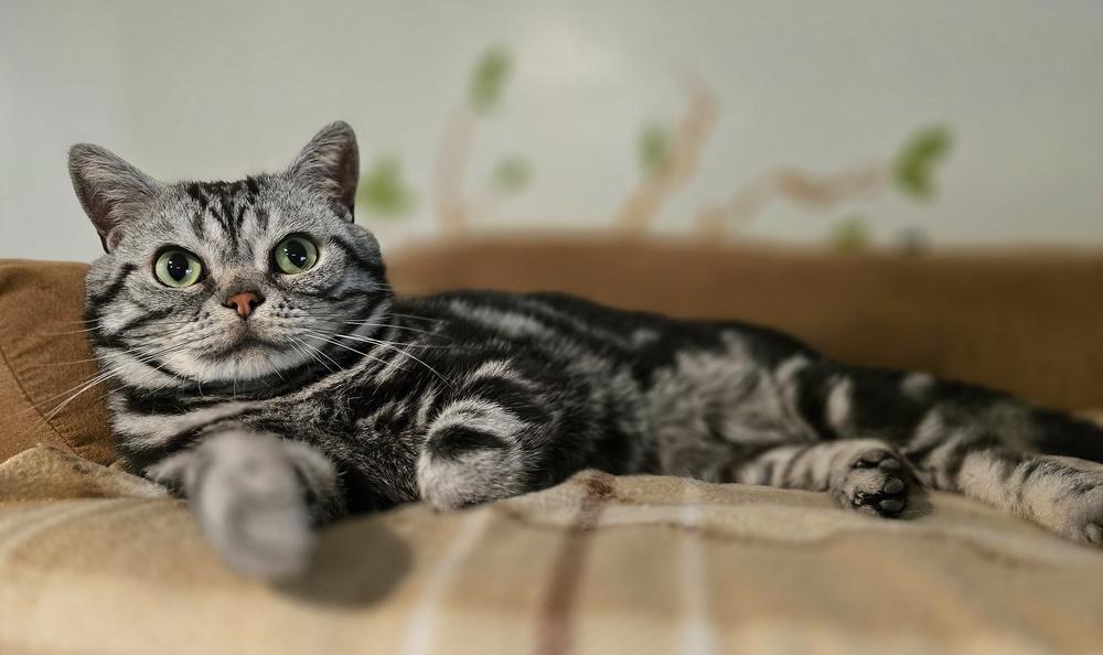 Squishmallow, Adoptable, Adult Male British Shorthair.