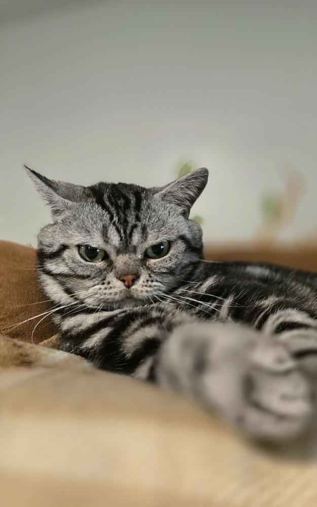 Squishmallow thumbnail 6