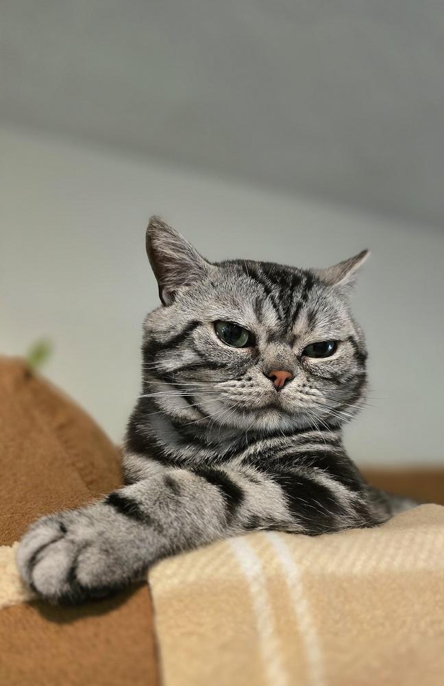 Squishmallow thumbnail 7