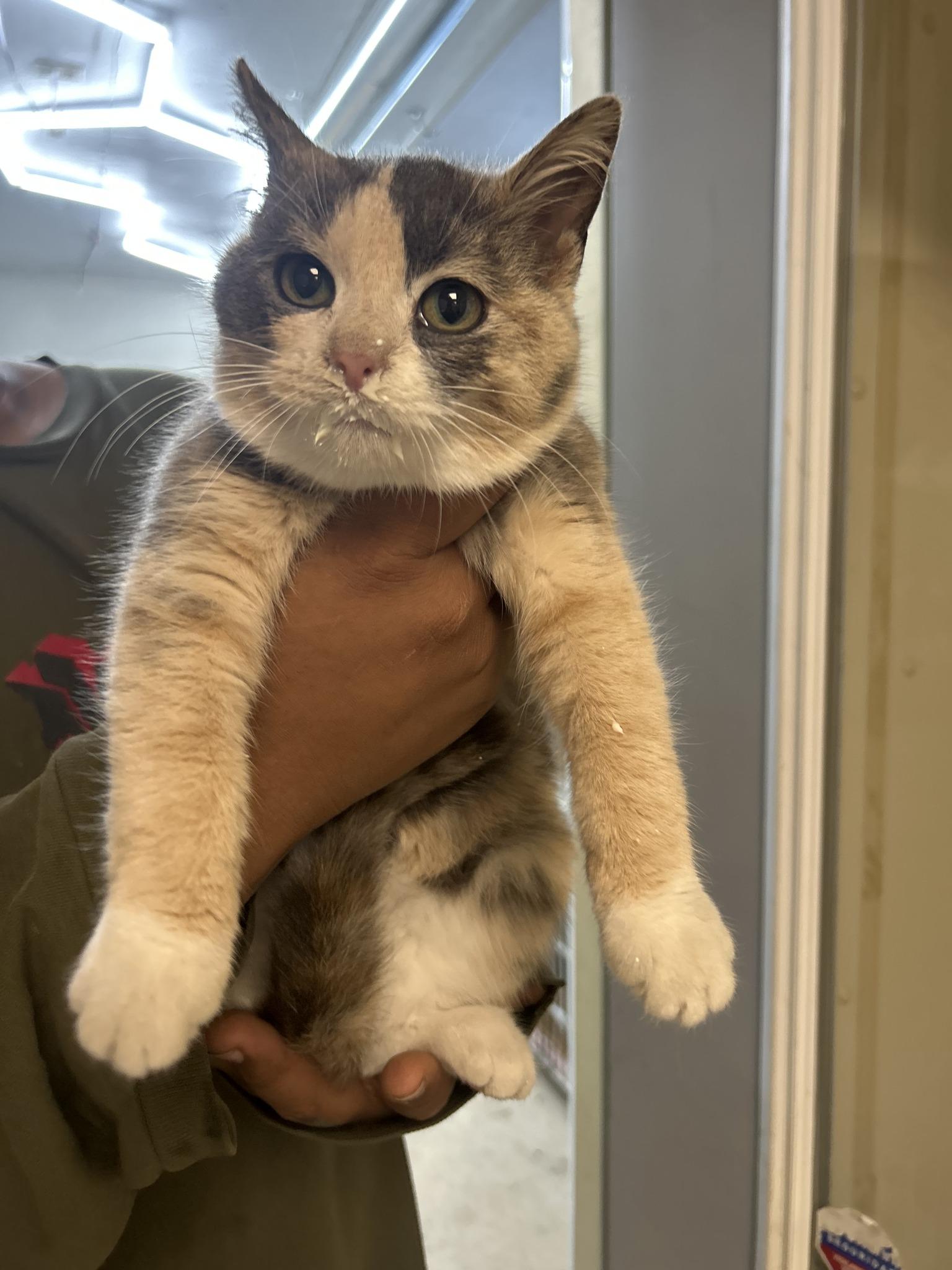 Frannie, Adoptable, Young Female Domestic Short Hair.