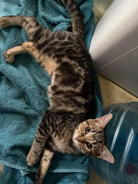 Enlarge Charm, a ADOPTABLE Domestic Short Hair in Reading, PA image 2/3