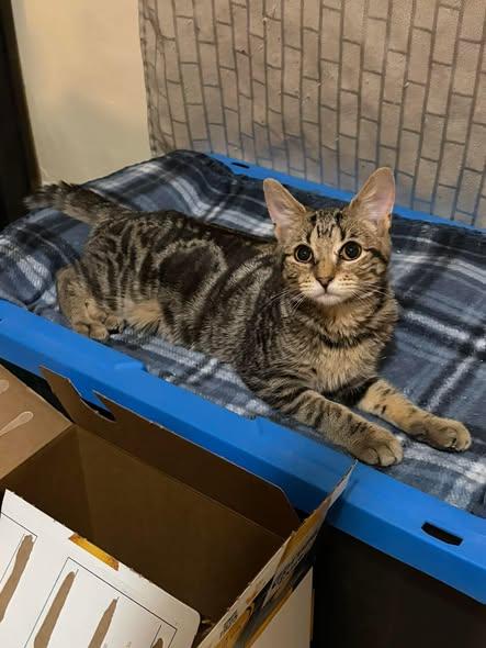 Enlarge Charm, a ADOPTABLE Domestic Short Hair in Reading, PA image 3/3