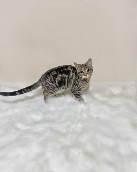 Enlarge Charm, a ADOPTABLE Domestic Short Hair in Reading, PA image 1/3