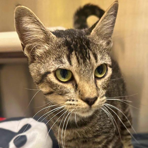 Epaulette, Adoptable, Young Female Domestic Short Hair.