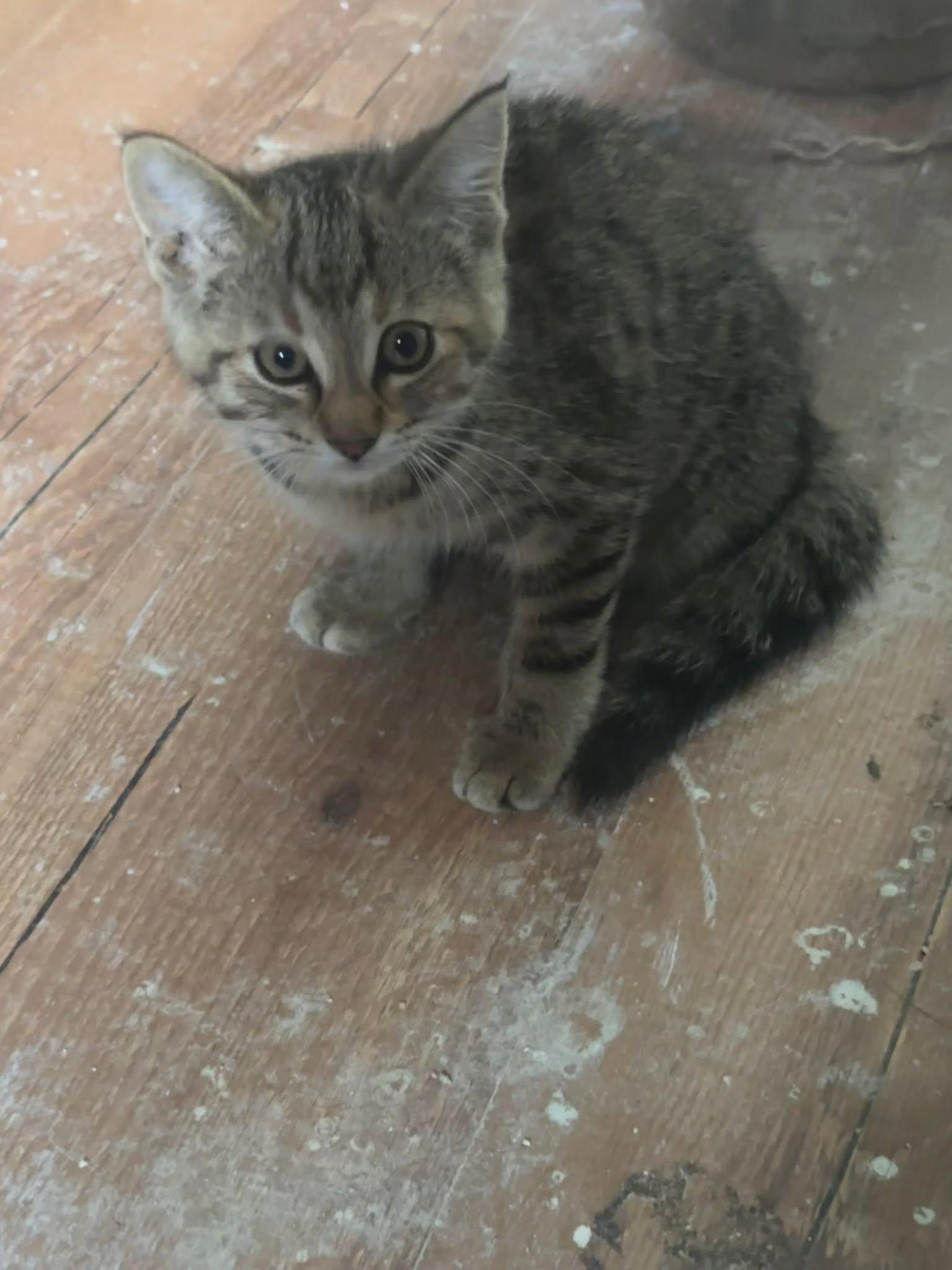 Emerald, Adoptable, Young Male Tabby.