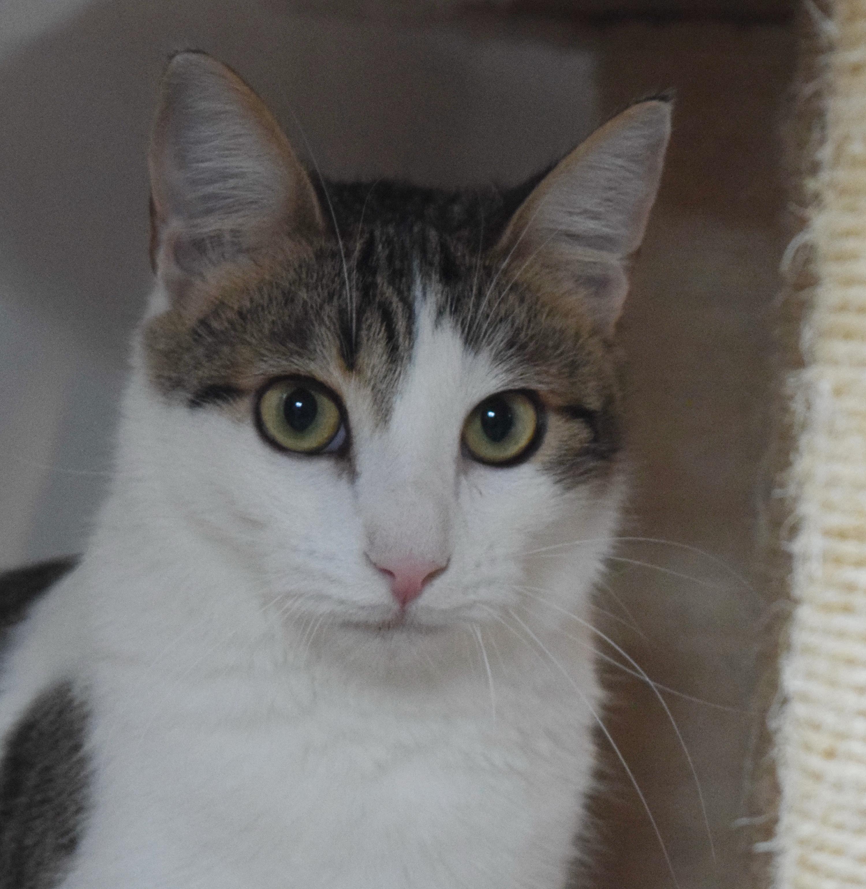 Tony, a Adoptable mixed breed in Bulverde, TX image 5/6