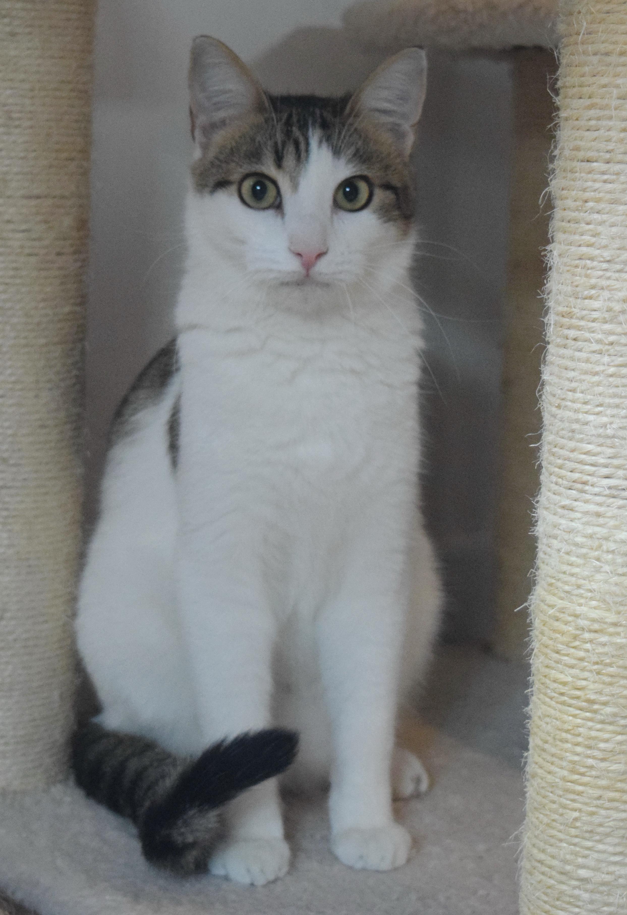 Tony, a Adoptable mixed breed in Bulverde, TX image 2/6