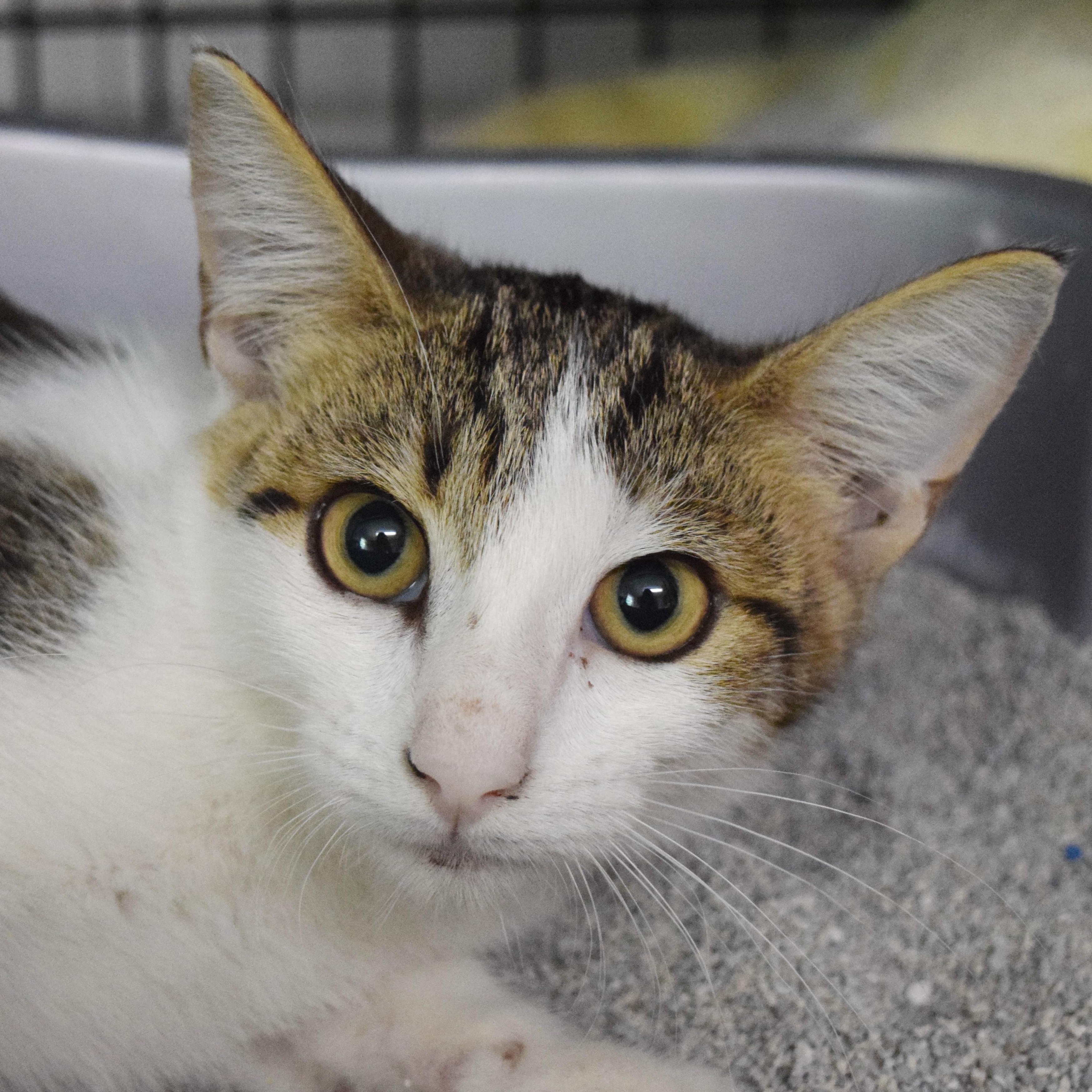 Enlarge Tony, a Adoptable mixed breed in Bulverde, TX image 3/3