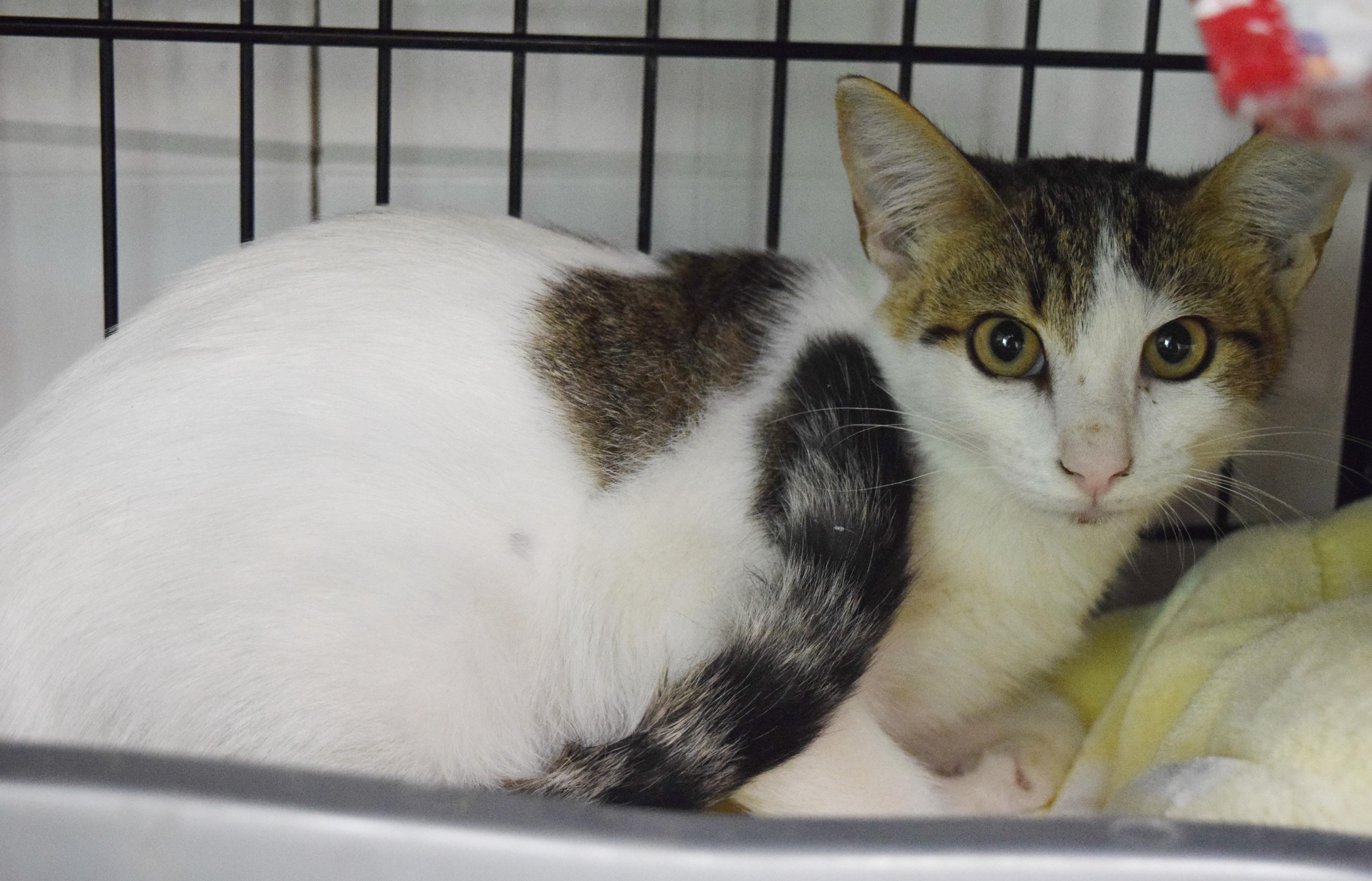 Enlarge Tony, a Adoptable mixed breed in Bulverde, TX image 2/3