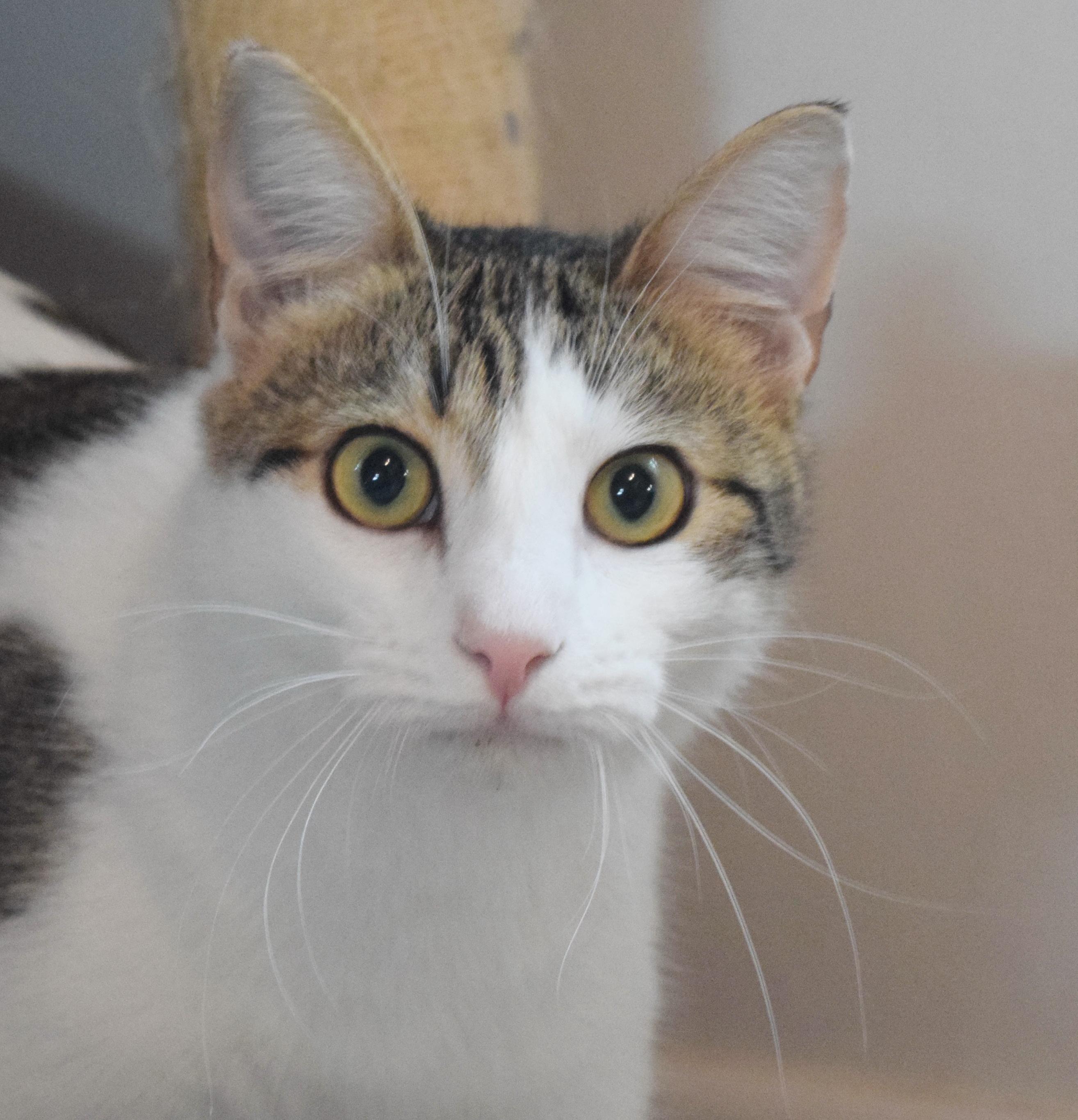 Tony, a Adoptable mixed breed in Bulverde, TX image 3/6