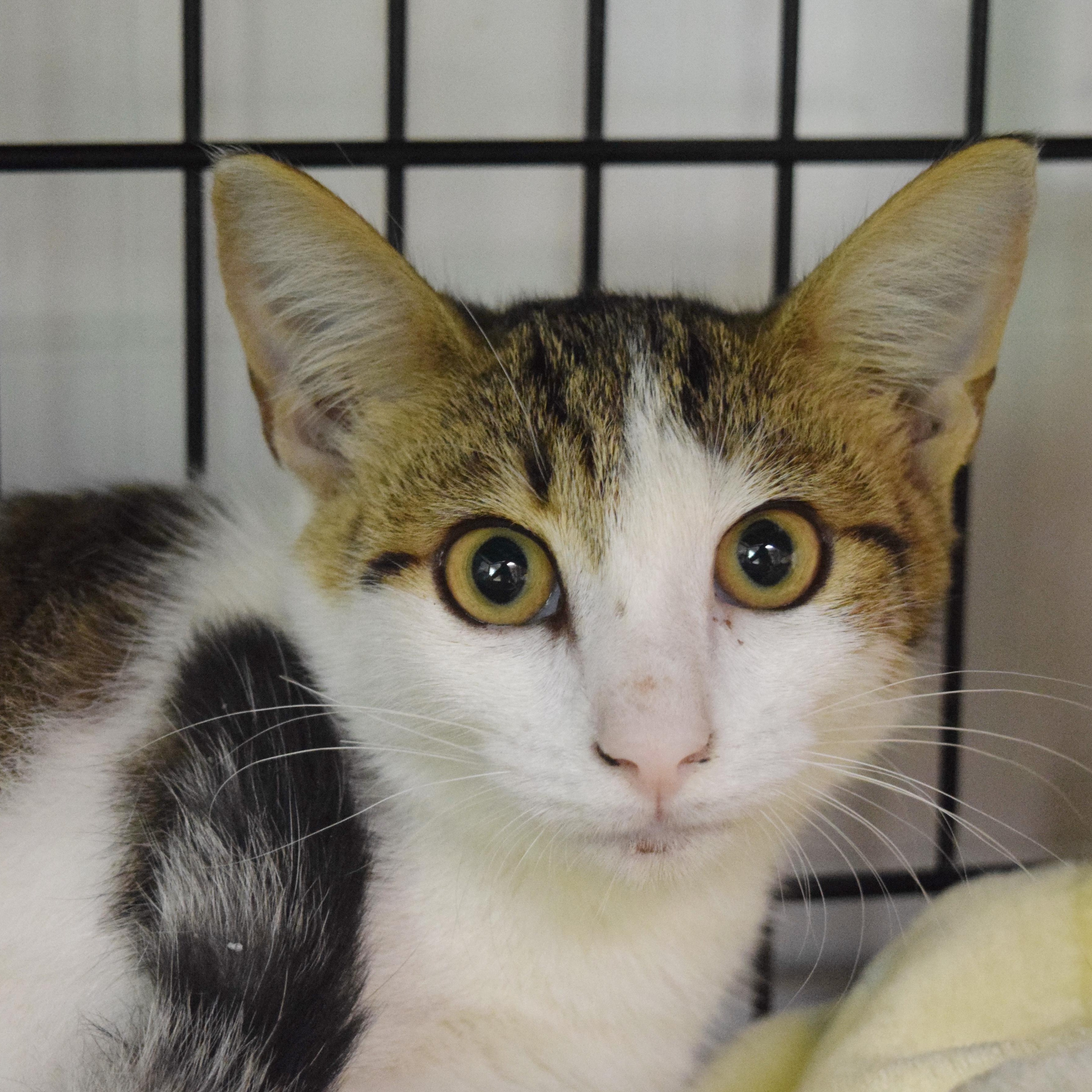 Enlarge Tony, a Adoptable mixed breed in Bulverde, TX image 1/3