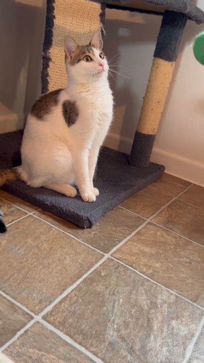 Enlarge Tony, a Adoptable mixed breed in Bulverde, TX video 6/6