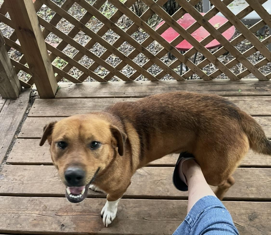 Ozzie, Adoptable, Young Male Basset Hound.