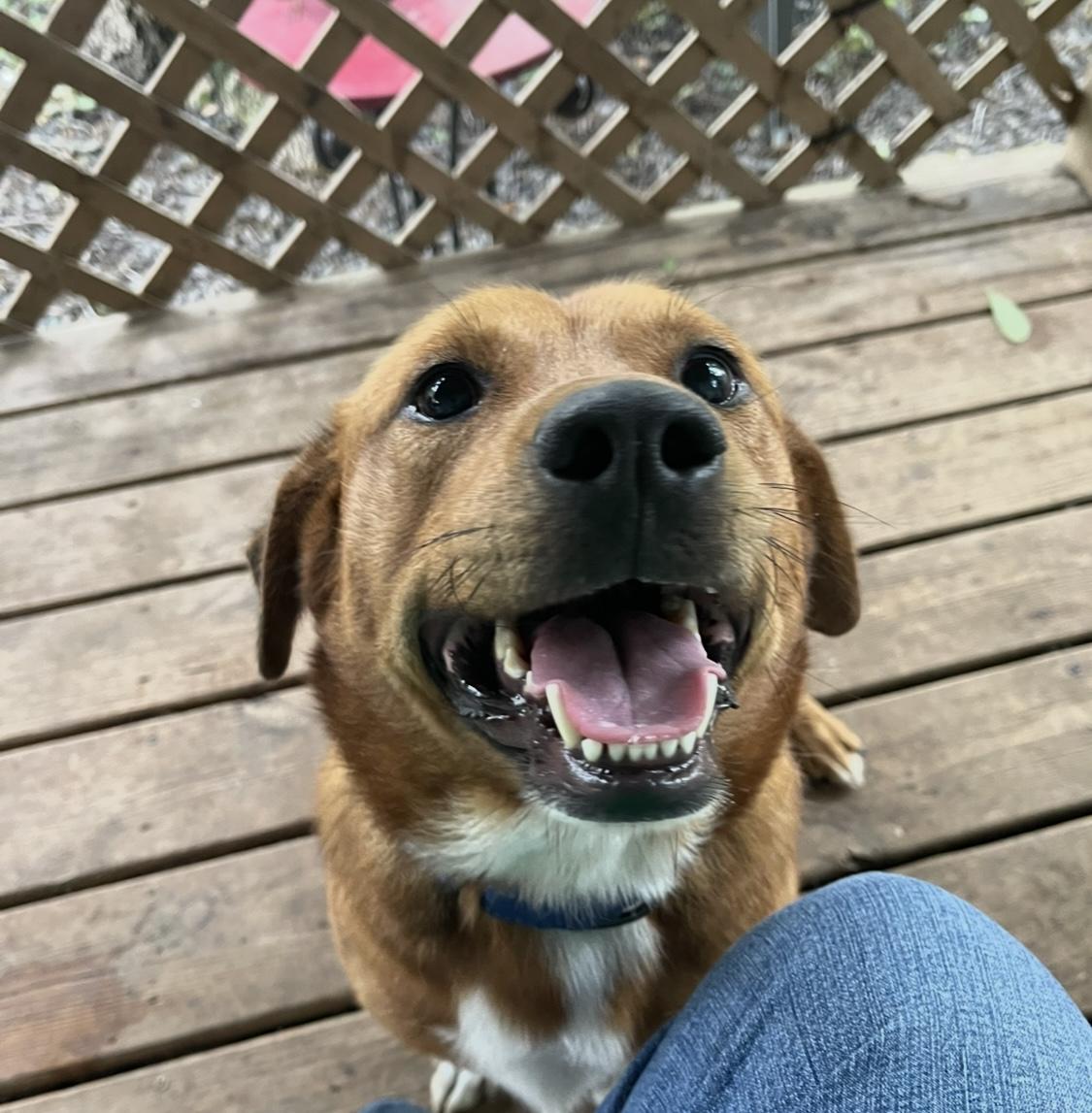 Enlarge Ozzie, a Adoptable Basset Hound in Muskogee, OK image 2/2