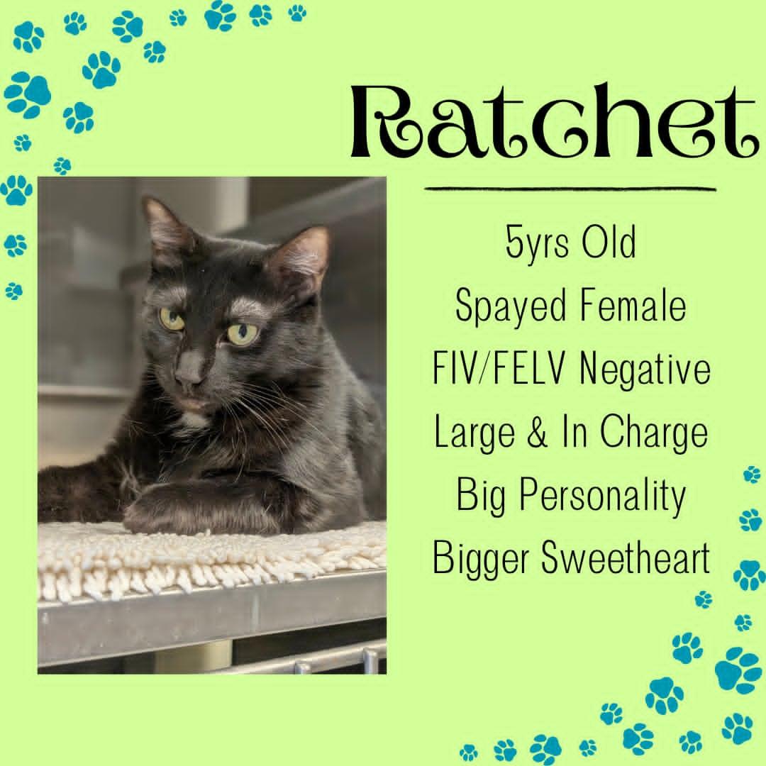 Ratchet, ADOPTABLE, Adult Female Domestic Short Hair.
