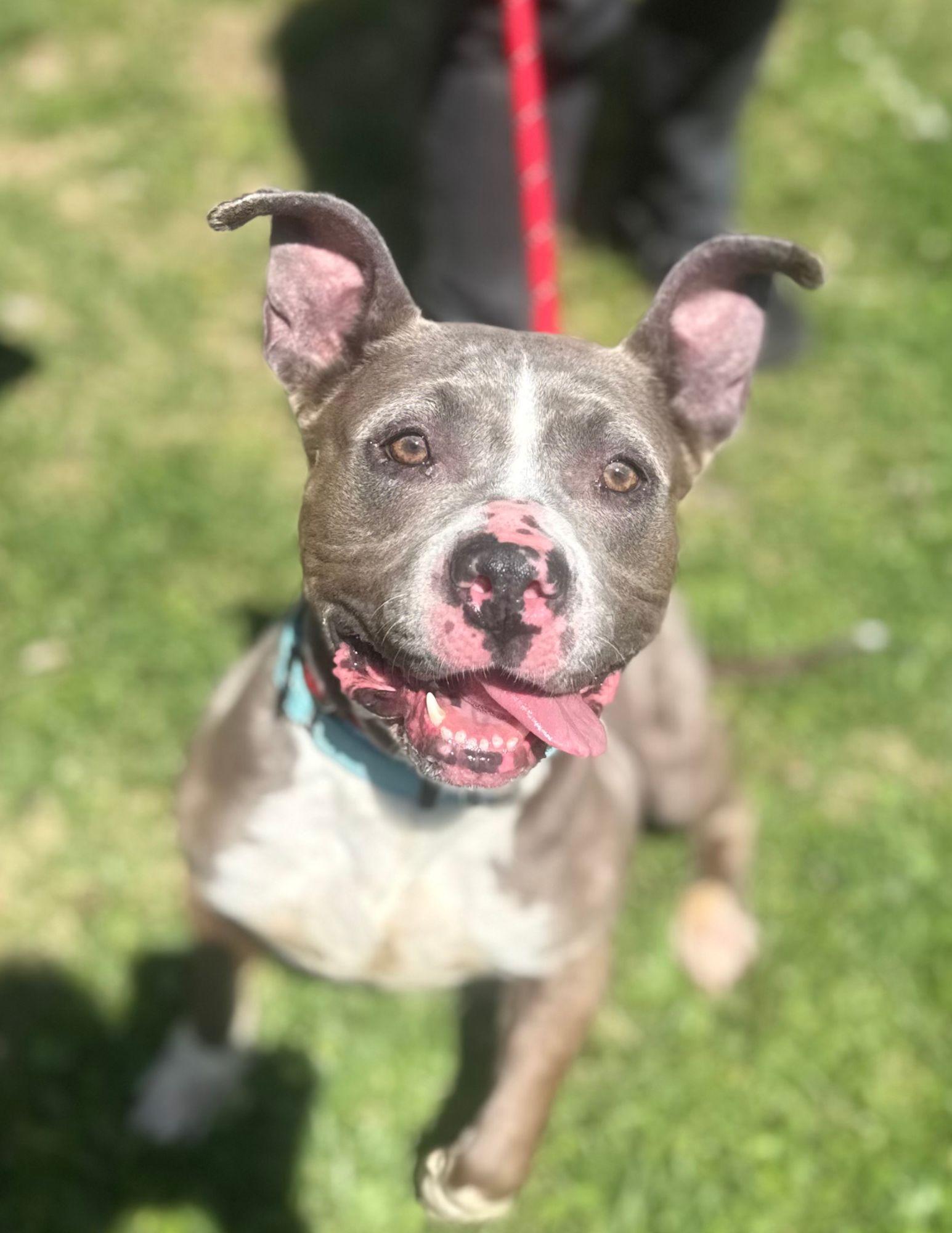 Aluna, ADOPTABLE, Adult Female Pit Bull Terrier.