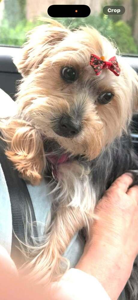 Ruby Tuesday, Adoptable, Young Female Yorkshire Terrier.