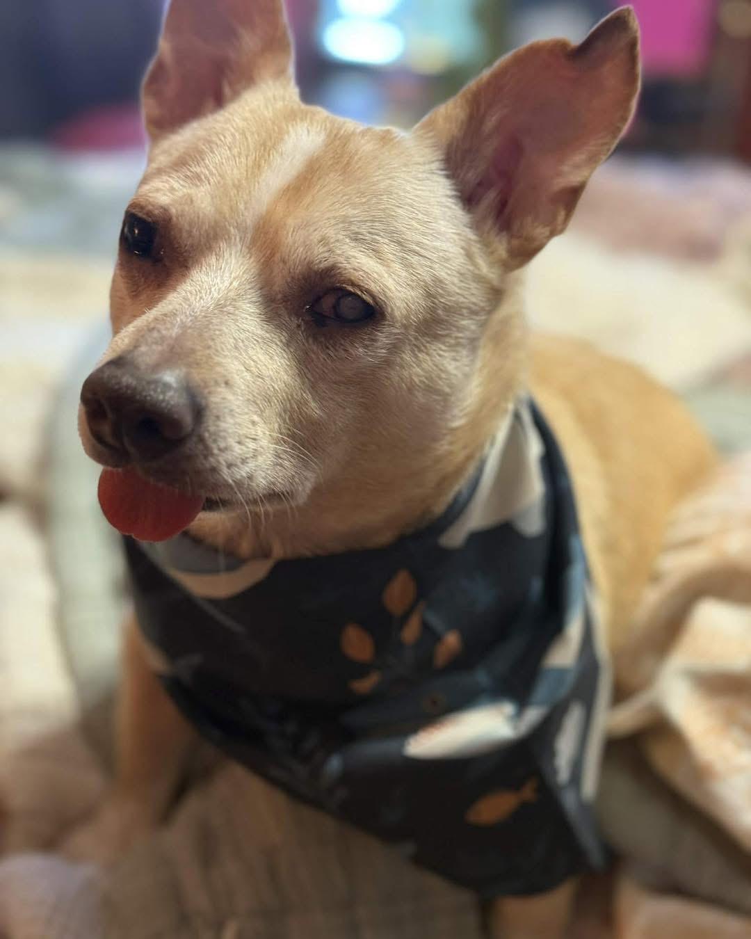 Stevie, Adoptable, Adult Male Chihuahua.
