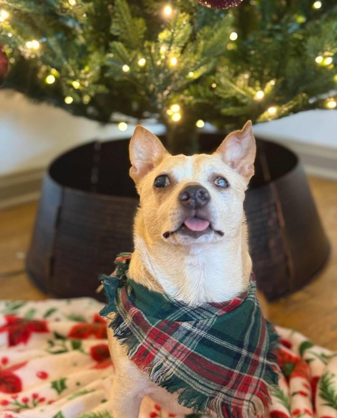 Enlarge Stevie, a Adoptable Chihuahua in Richmond, KY image 2/6